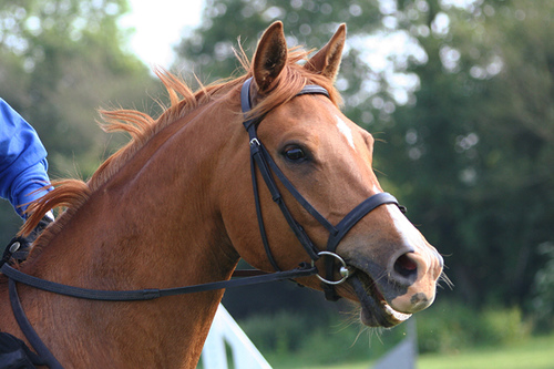 A horse wearing an English bridle with a snaffle bit. Notice it lacks a shank.