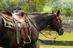Antique Horse Bits (Identification & Value Guide)